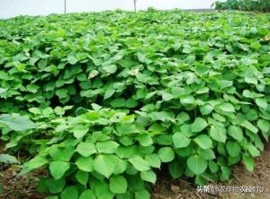 红豆如何高产,红豆高产叶面肥