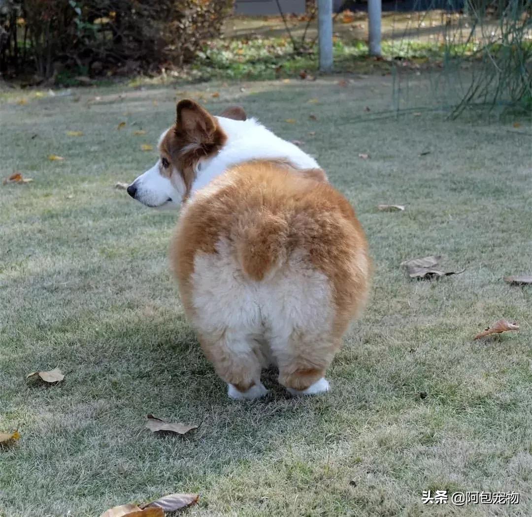 2019柯基国家展,首届柯基