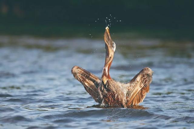 看起来威武霸气,其实比谁都嘴欠,带你了解鹈鹕的生活