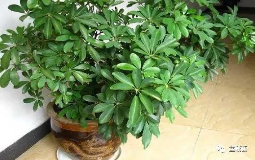 家门口最好养的10种花,家里养高档的六种花