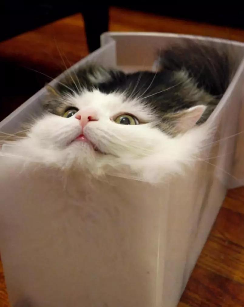 动物表情包沙雕魔性,沙雕动物爆笑瞬间表情包