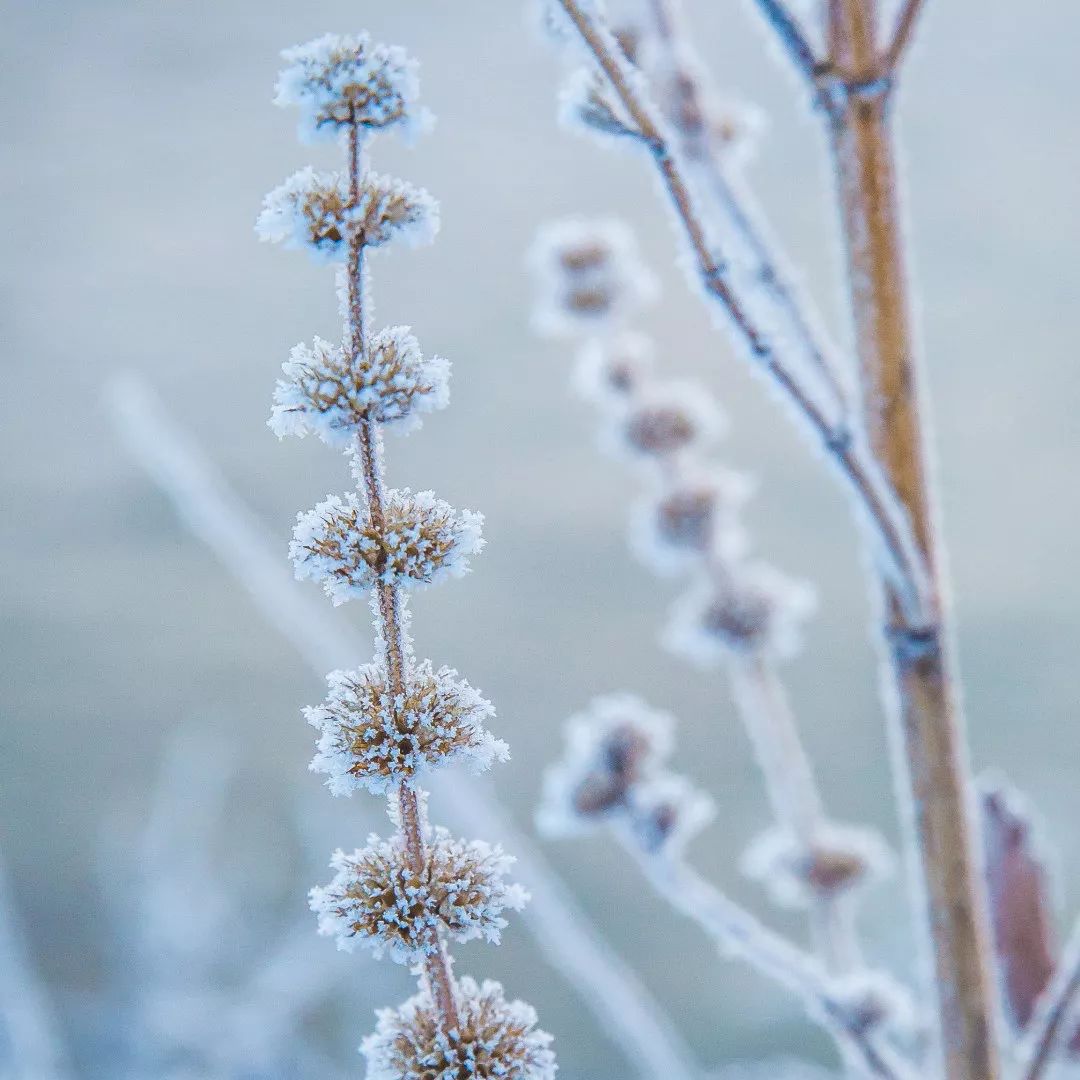 吉林在哪里看雾凇比较好,雾凇哪儿好看