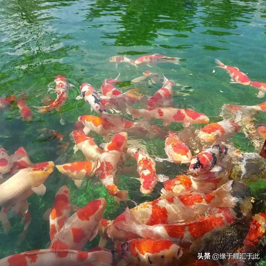 室外锦鲤夏天如何降温,夏天炎热养锦鲤