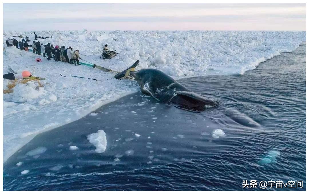日本不爱吃鲸鱼,为何却将捕杀鲸鱼作为传统文化?
