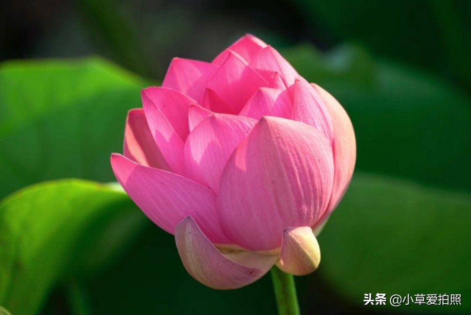 威海夏晨荷图片,金秋十月威海羊亭湿地公园美醉了