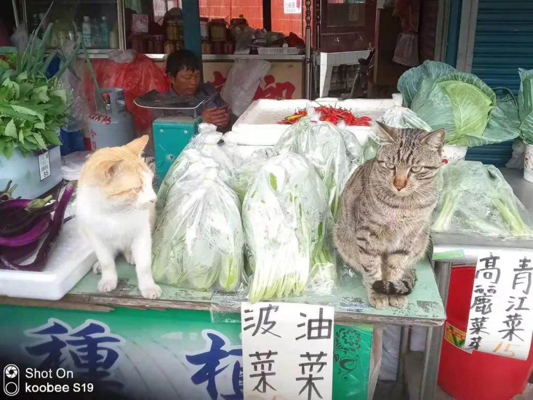 全网都以为复旦大学的猫被偷了，几天后…气得想骂猫