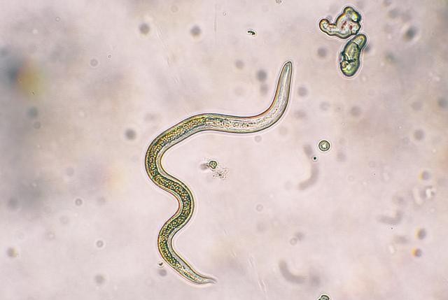 狗狗体内外寄生虫有哪些?看完这篇再也不用为这事儿发愁了