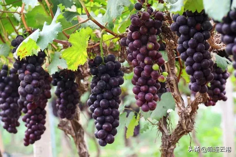 连云港现在采摘园有什么可以摘,连云港11月份采摘