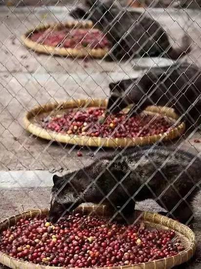 猫屎咖啡到底有多昂贵,猫屎咖啡开成天价