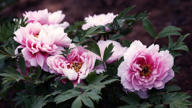 盆栽牡丹的养殖方法和注意事项,盆栽牡丹怎么养怕冻吗