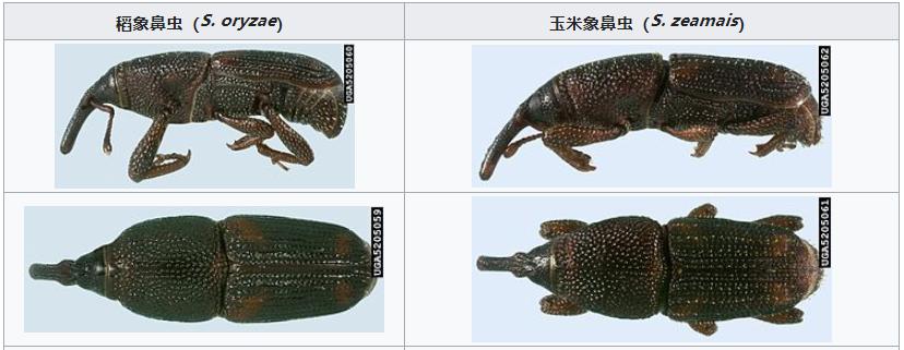大米里有微小的虫子,米饭里的小黑虫子