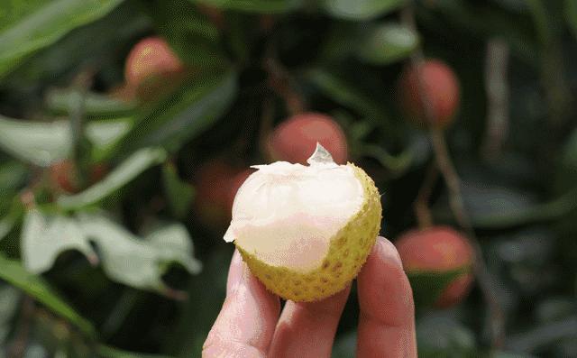 夏天吃什么水果解暑又解馋,炎热夏天吃哪些水果好吃