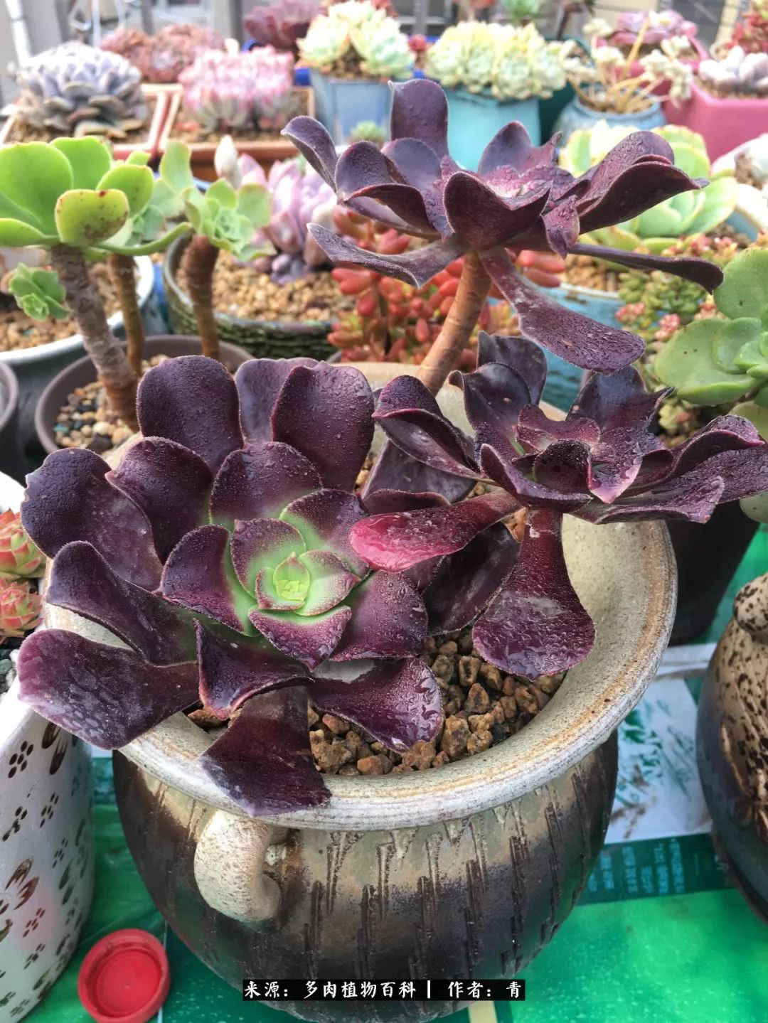 入坑多肉无法自拔,沉迷多肉无法自拔