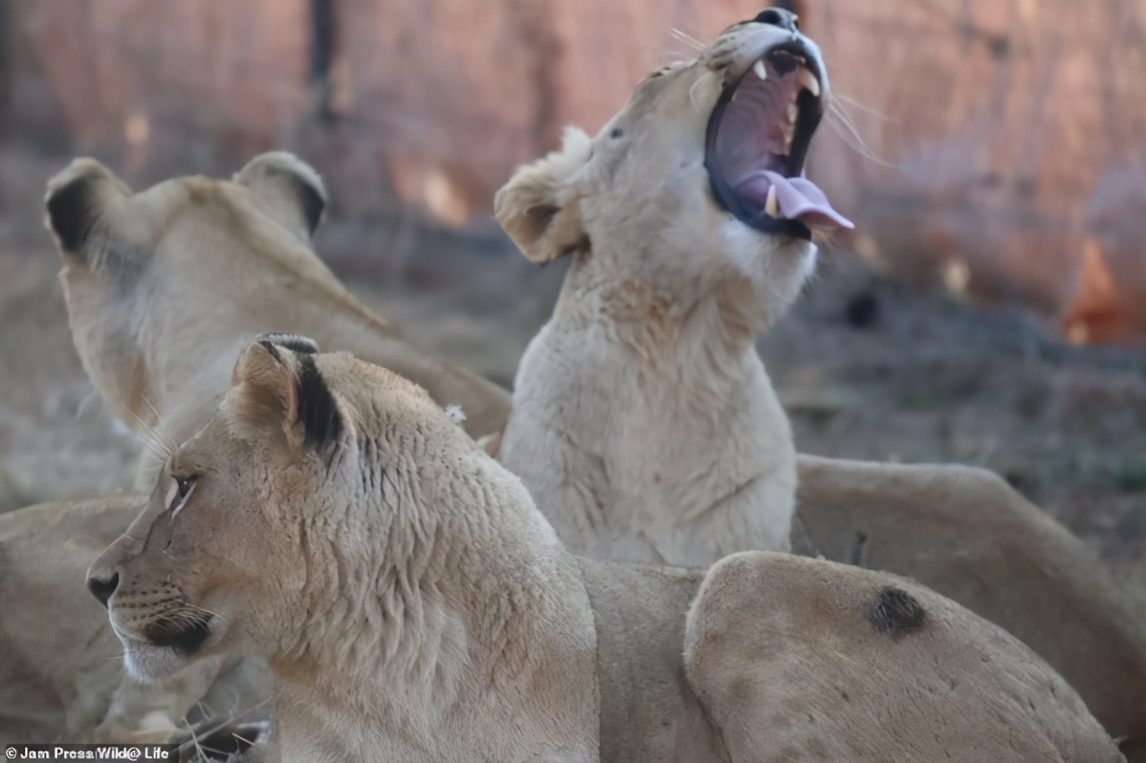 南非四头狮子差点被扒皮抽骨，变成虎骨膏替代原料，结局令人暖心