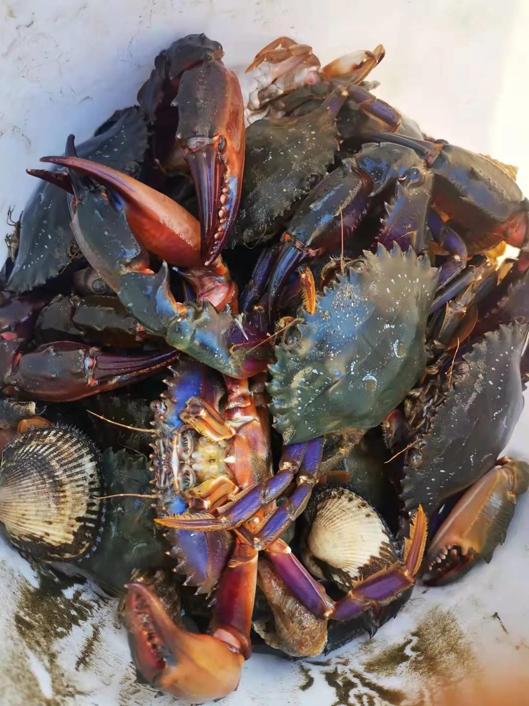 庄河黑岛赶海地点,庄河黑岛赶海潮汐表