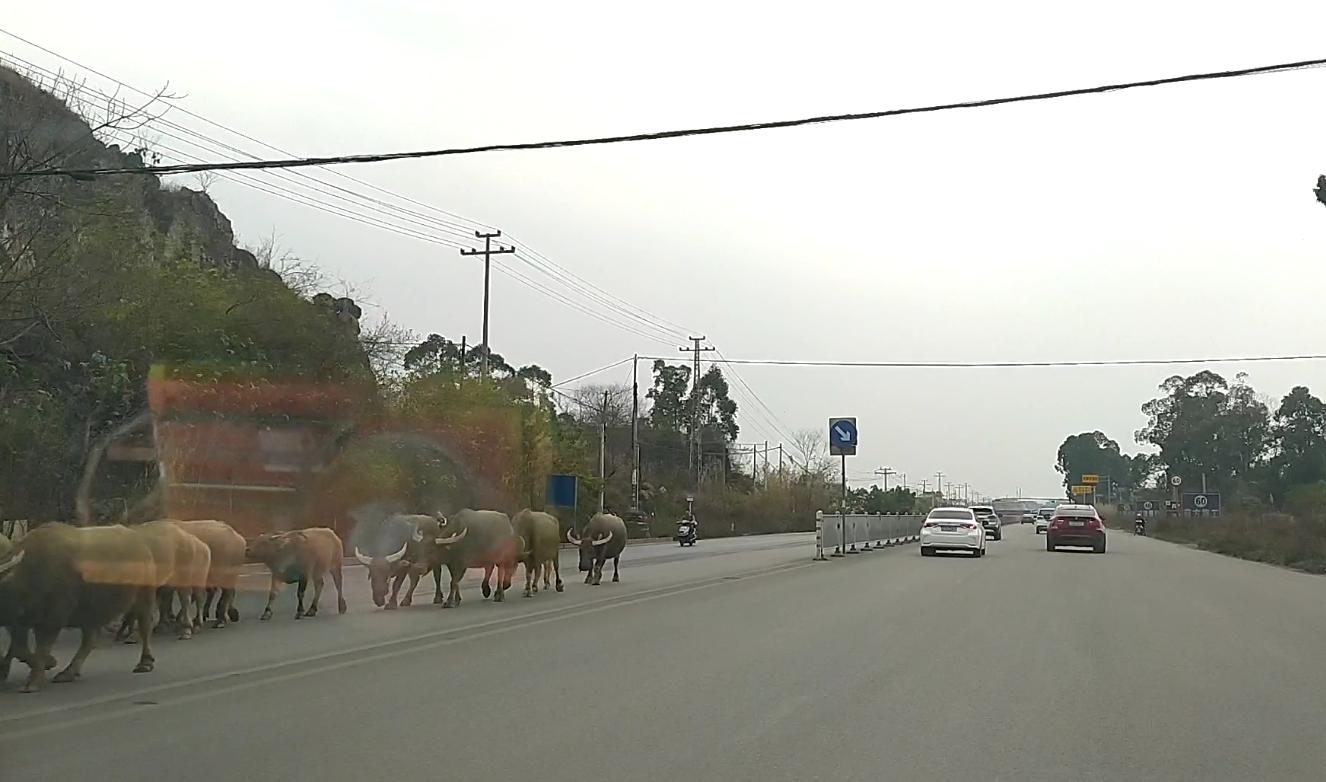 第一次走贵港峡山这条路，感觉和贵港－八塘那条路有得一拼