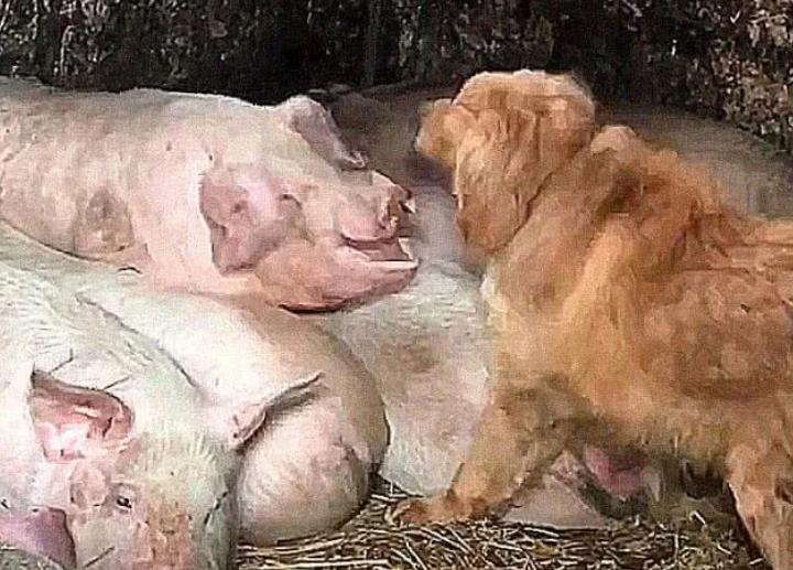 狗狗偷溜进母猪圈,觉得事情不简单,跟过去后,拿起扫把狠打