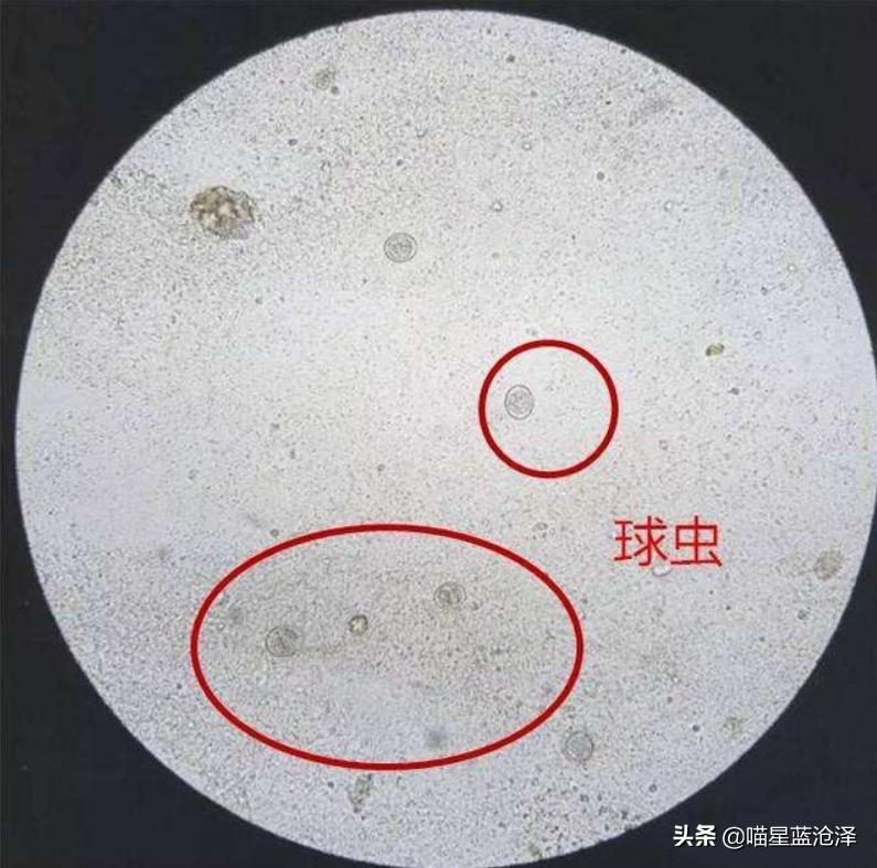 幼猫十大禁忌事件,幼猫要怎么驱虫和疫苗