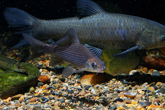 为何青鱼现在几乎没人养殖了,青鱼中国不多为什么还是四大家鱼