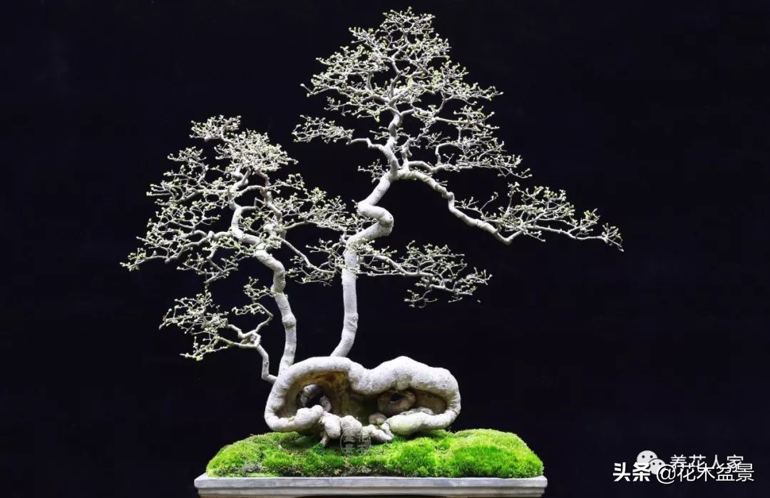 从盆景小白到终身爱好,初学者养盆景少走坑