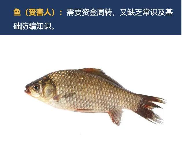 警方揭露杀猪盘,杀猪盘警方提示