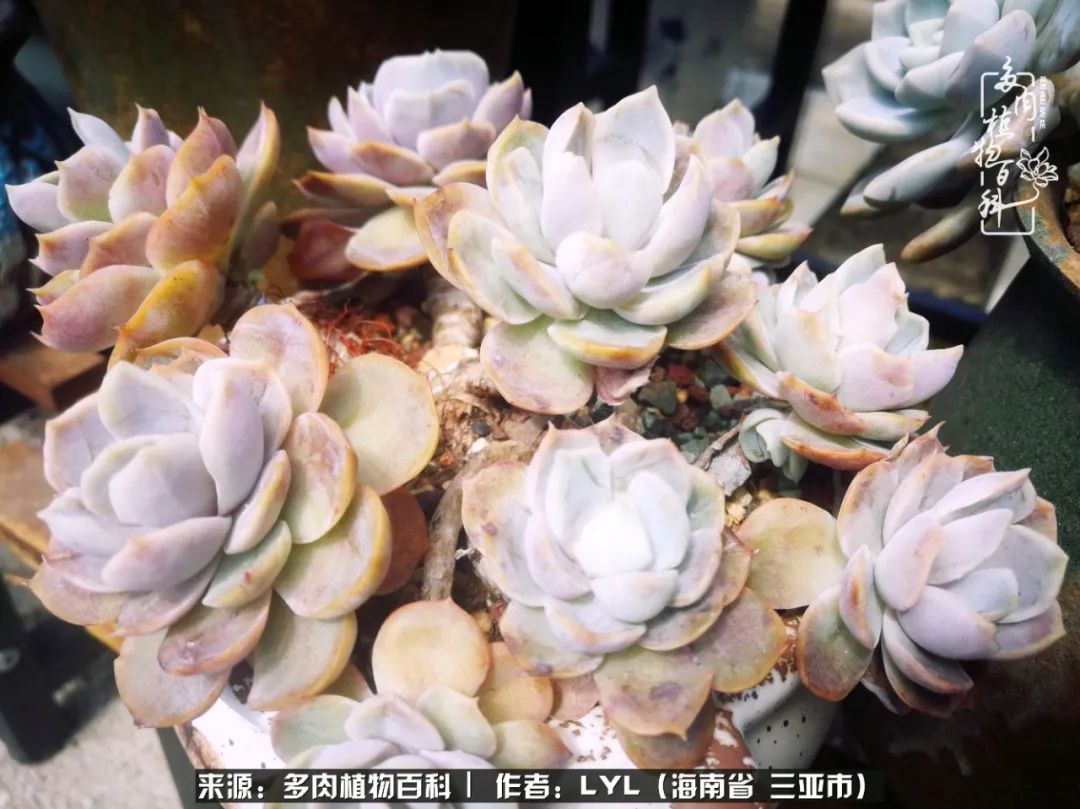 开挂区养多肉,非开挂区怎么把多肉养出状态