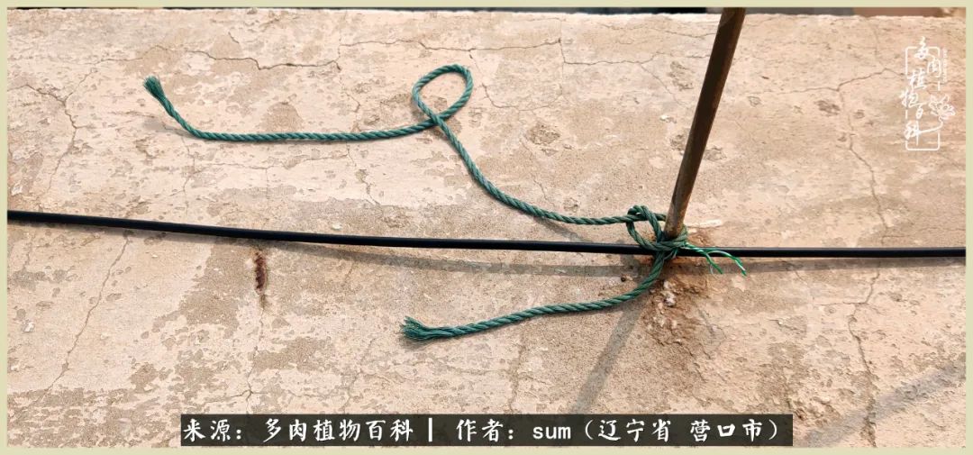 养多肉是一个很治愈的过程,养多肉是一种爱