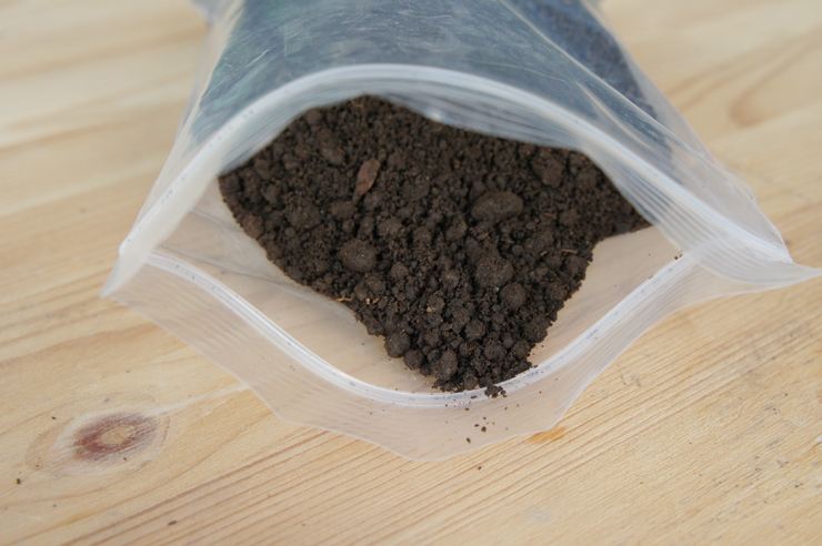 6月养茉莉花,十天浇一次“臭水”,花苞满枝,花香浓郁飘满屋