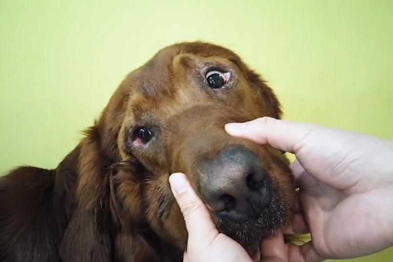 主人给狗狗割双眼皮,狗狗切双眼皮后遗症