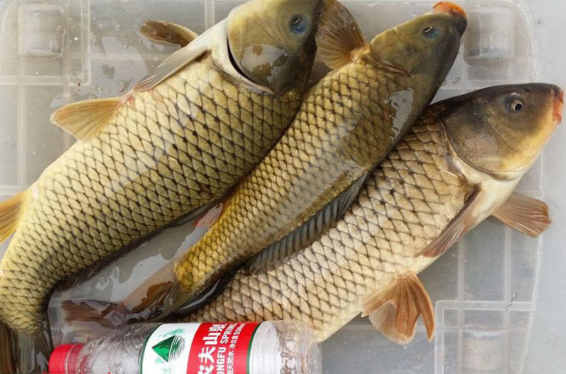 冬天钓鱼小药配方大全集,冬季钓鱼小药配方大全最新