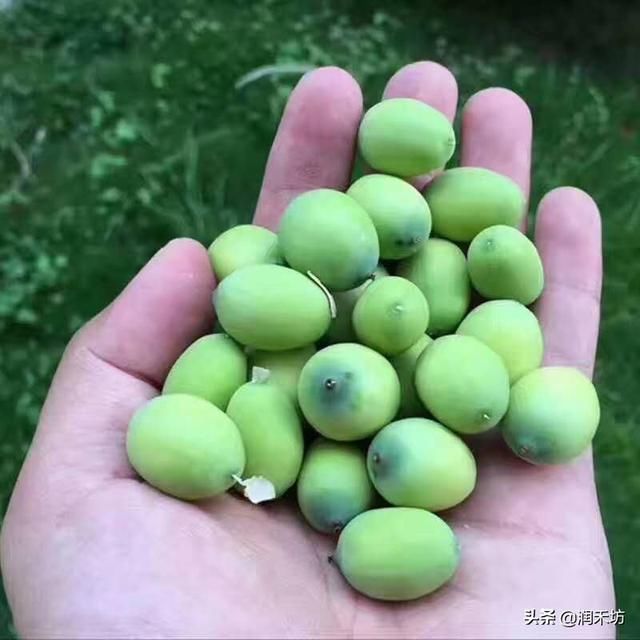 微山湖新鲜莲蓬采摘,微山湖旅游攻略美食