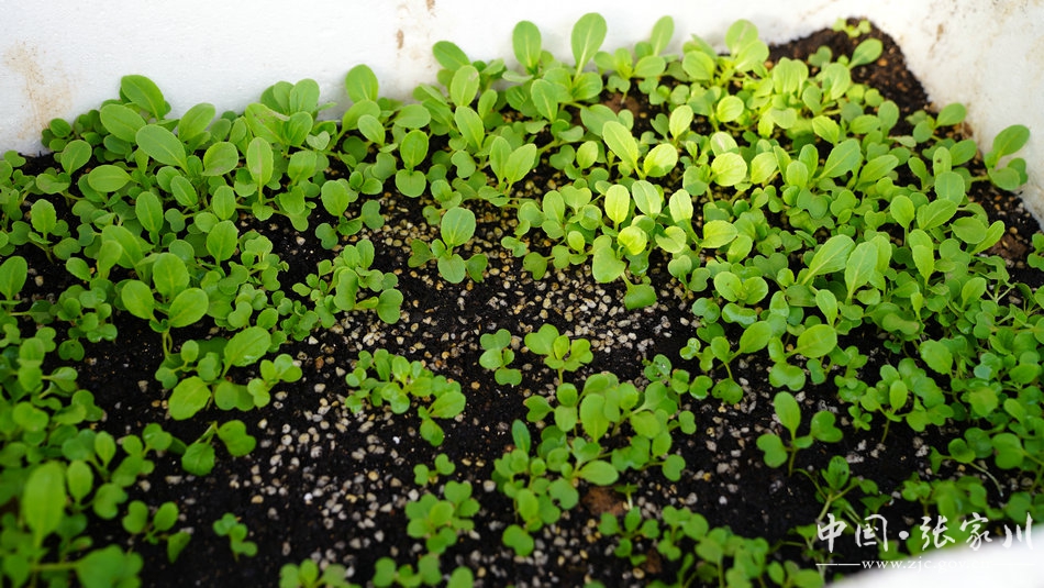 【疫情防控甘肃在行动】战“疫”不误农事:直击一个乡的疫情防控阻击战