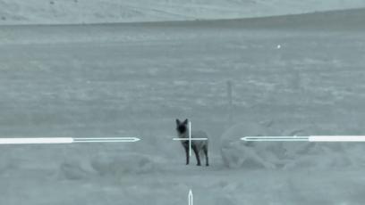 真正的狼灭：美国农场主一夜*击狙**45只郊狼，全套黑科技开挂了