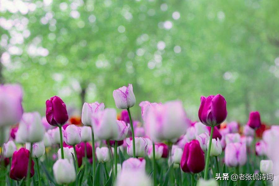 唐末不知名诗人，写一首小诗，用春风狠狠地讽刺了那些“势利眼”