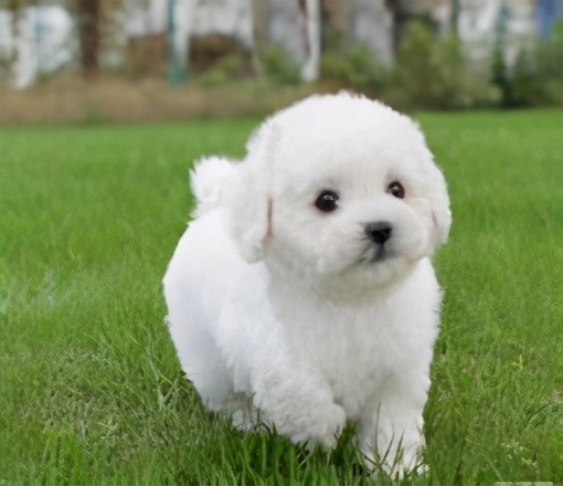 超适合新手养的10种狗狗,这9种狗狗最适合女人养了