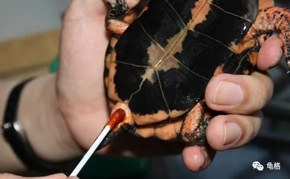 乌龟腐皮怎么用聚维酮碘药浴,聚维酮碘治疗乌龟腐皮需要泡多久