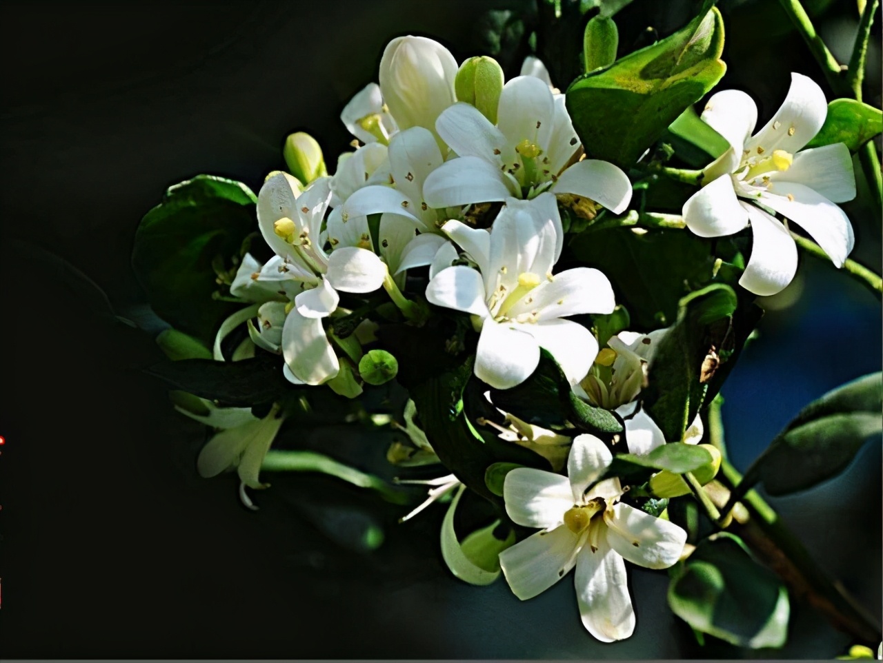 绿符LEAFOR|七里香的香到底是什么香？