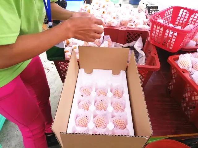 开阳最好吃的枇杷,皮薄多汁的枇杷