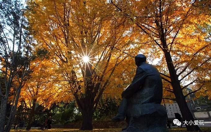 银杏北京打卡地,北京十大银杏观赏地图