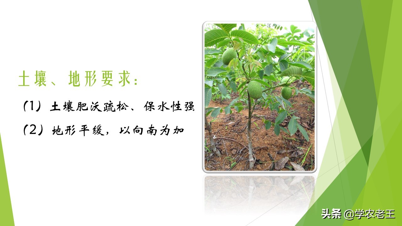 核桃种植技术与前景,核桃种植前景