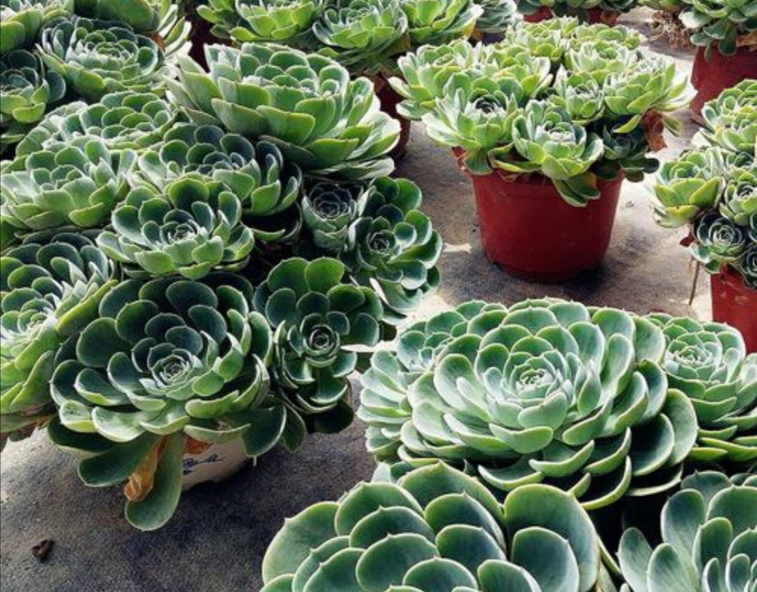 玉蝶多肉老桩养殖,多肉玉蝶多久能长出老桩