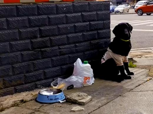 狗狗被丢弃后会记恨主人吗,狗狗被弃养了它自己知道吗