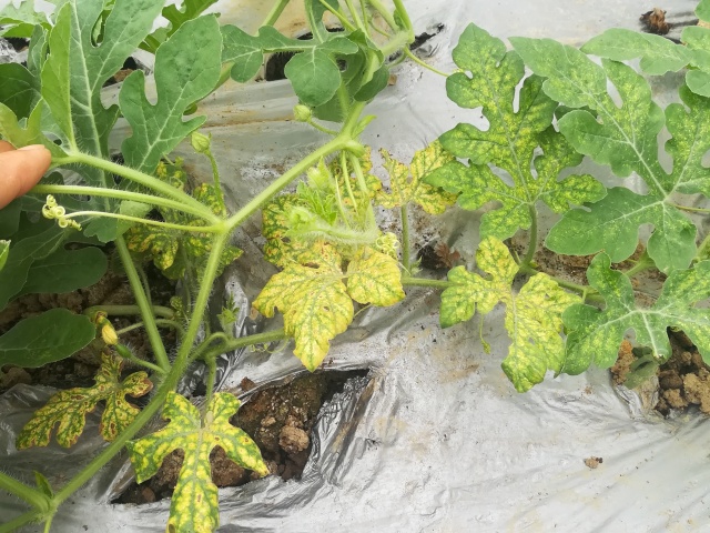 西瓜开花结果期不坐果怎么办,西瓜出现裂果的原因