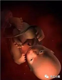 孕期胎儿成长图鉴,孕期胚胎成长图片