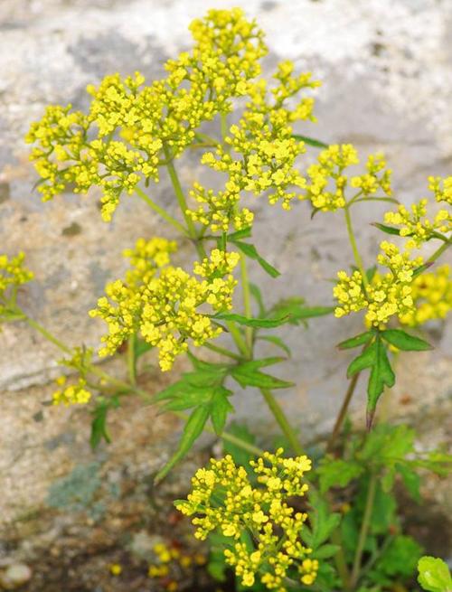 败酱草属于什么类,败酱是什么
