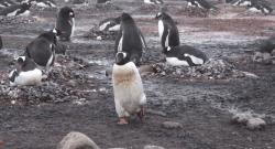 企鹅到底算不算鹅呢,企鹅是一群好的鹅吗