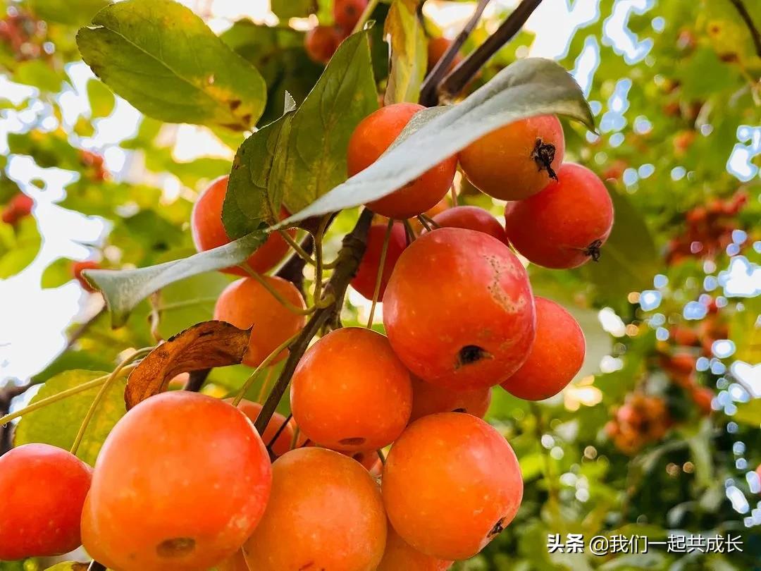 寻一抹秋色，遇一片美好：济南市启明星幼儿园的秋之美