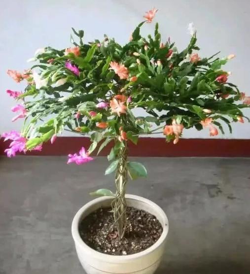 嫁接蟹爪兰怎么养才能更旺盛,蟹爪兰养不活