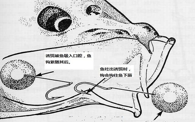 欧鲤钓法怎么控制离底高度,同样的钓法怎么钓大鲫鱼