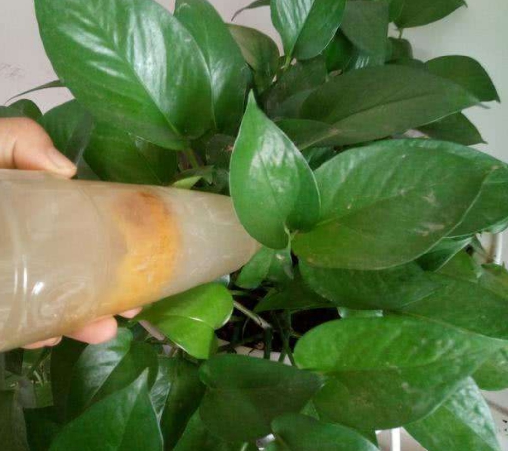 塑料养花小桶,塑料桶养花种菜